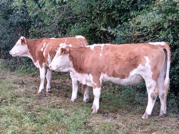 Simmental heifers - Main image