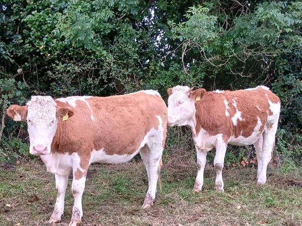 Simmental heifers - Main image