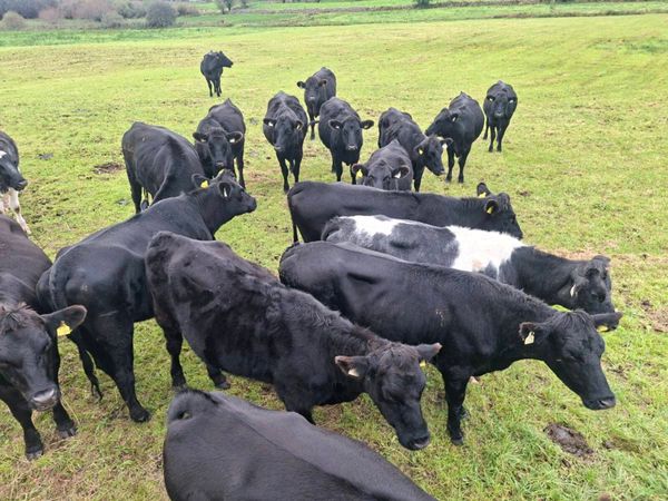 Heifers - Main image