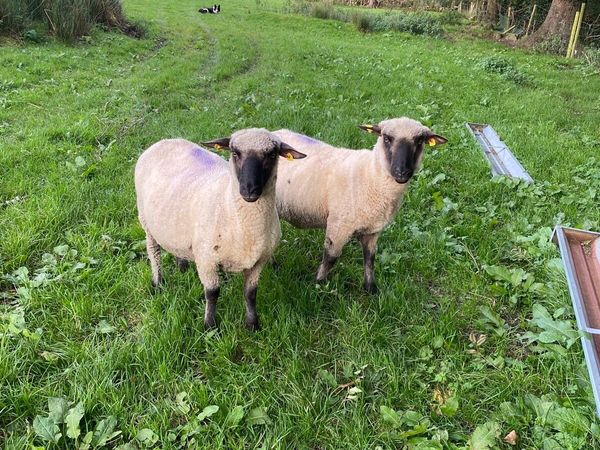 PBNR Shropshire Hogget Rams for Sale - Main image