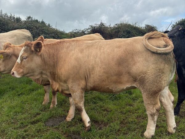 ⭐️Incalf Heifers for Kenmare Saturday 10th October - Main image