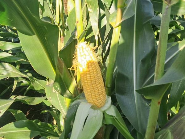 Maize - Main image