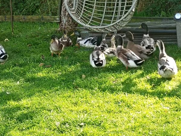 Male Ducks - Main image
