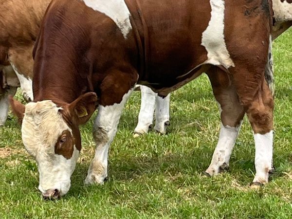 Fleckvieh Bulls - Main image