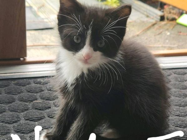 Kittens - Main image