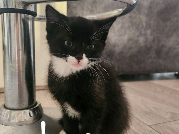 Kittens - Main image