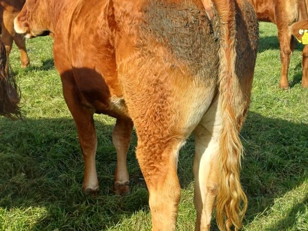 Purebred incalf LM HEIFER - Main image