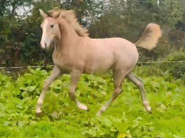 Beautiful Irish draught Filly foal - Main image
