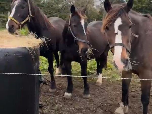 Cob mares - Main image