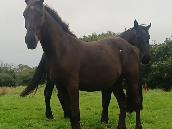 Gelding - Main image