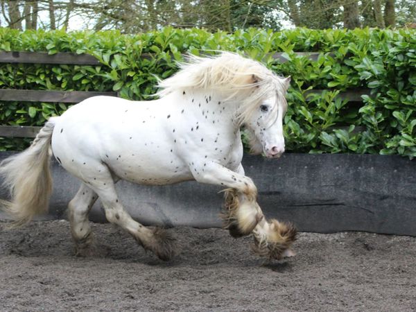 Full Pedigree IC Appaloosa stallion born 2020 - Main image