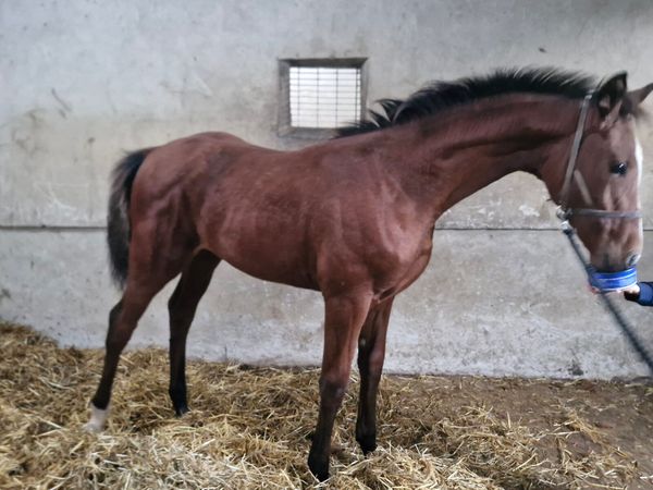 Foal - Main image
