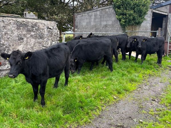Aberdeen Angus heifers - Main image