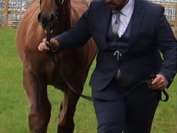 Irish Draught colt foal - Main image