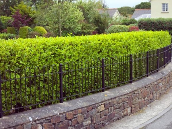 Griselinia Hedging Plants in Pots €3 each - Main image