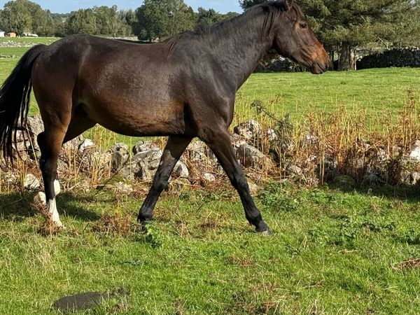 3 Yr old Unbroken Gelding - Main image