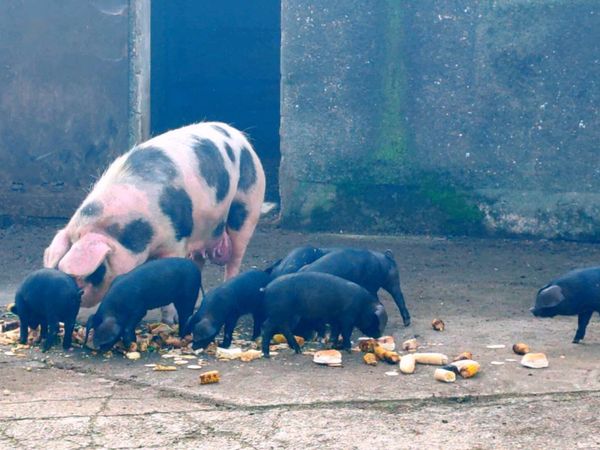 Pigs Old Spot x Large Black Weaners - Main image