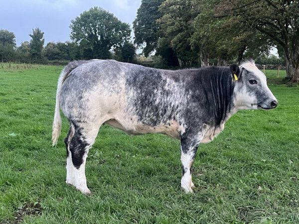 Quality breeding heifers - Main image