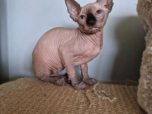 Sphynx kitten - Main image