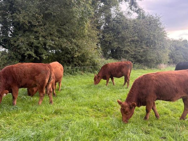 In Calf 4 & 5 Star Stabiliser X Heifers - Main image