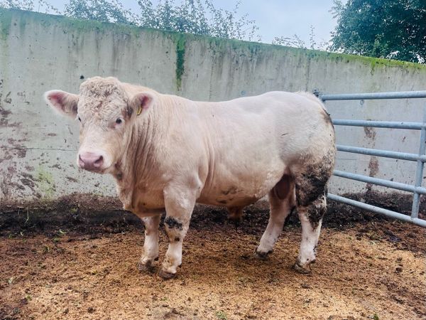 Pedigree ch bull (5star &13months) - Main image