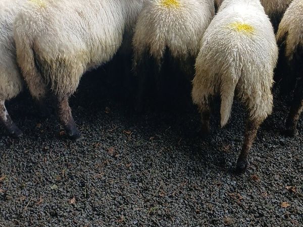 Ewe lambs - Main image