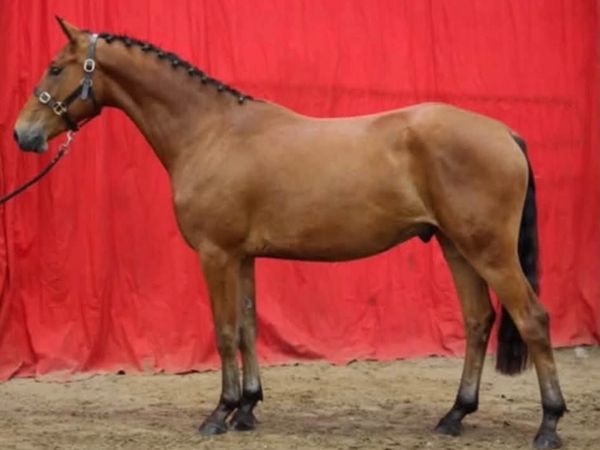 3 year old 15.2 future Small hunter - Main image