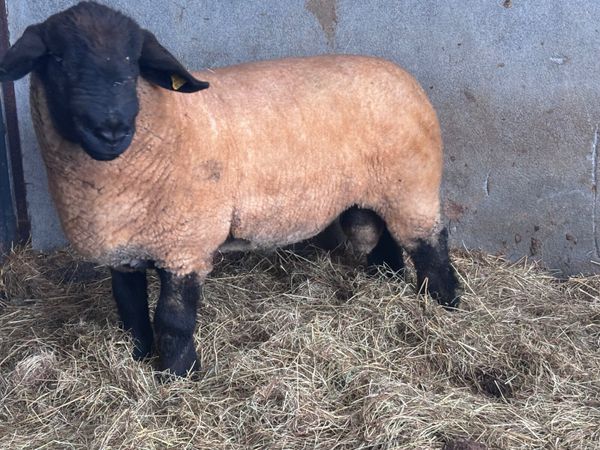 P.B.R SUFFOLK RAM FOR SALE - Main image