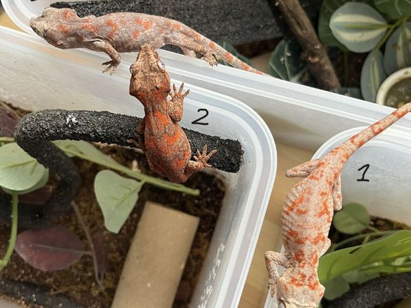 Three Gargoyle Gecko Hatchlings Available - Main image