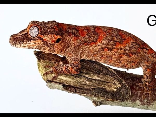 Two Gargoyle Gecko Hatchlings Available - Main image