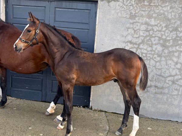 Caspar 232 x Chacoa Colt Foal - Main image
