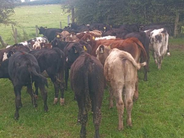 33 smashing angus and hereford weanlings - Main image
