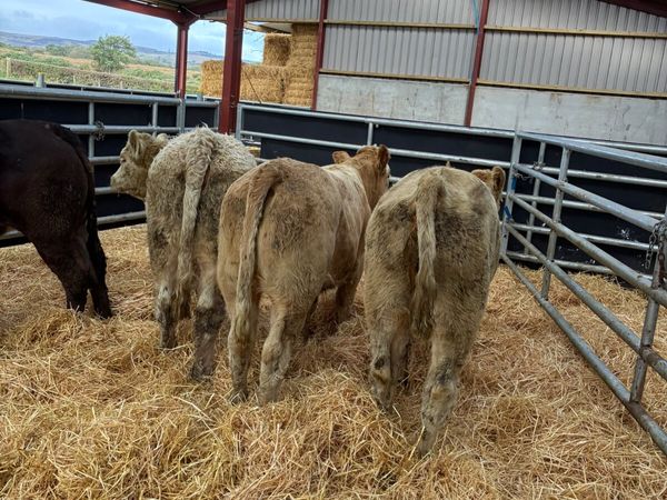 Charolais and lim heifers - Main image