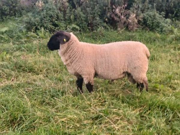 Sheep - Main image