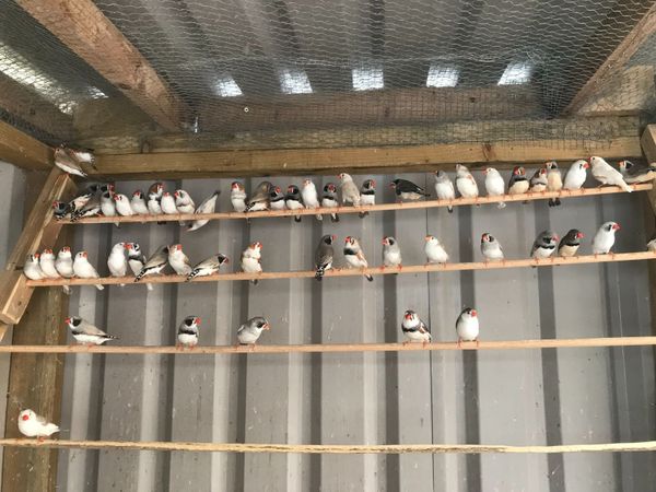Zebra Finches - Main image