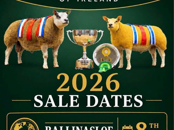 Beltex Show and Sale Ballinasloe Mart - Main image