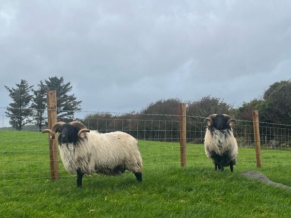 Mayo Mountain Rams - Main image