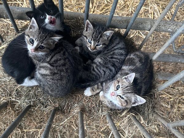 Kittens - Main image