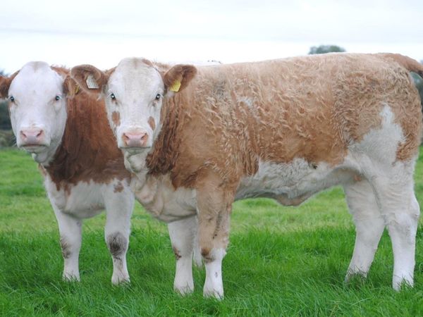 Annual Simmental X Heifer Sale Gort - Main image