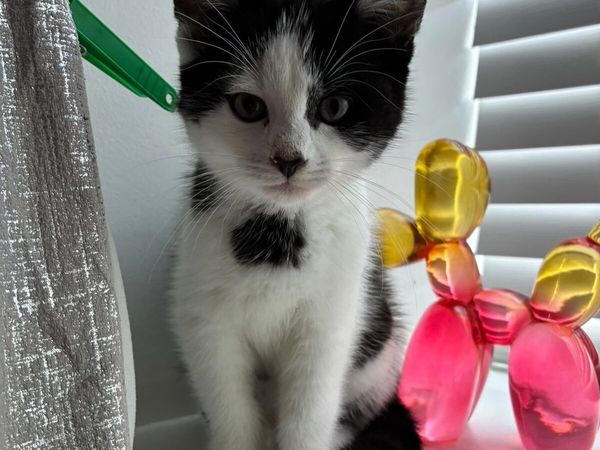 Male Kitten - Bundle Deal - Main image