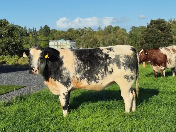 Belgian Blue X Heifer - Main image