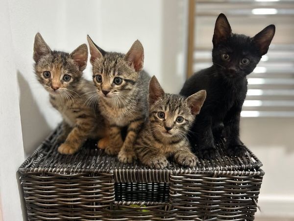 Kittens - Main image