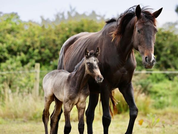 TB broodmare in foal to heavy connemara - Main image