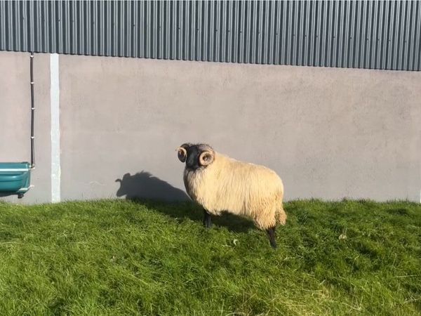 Mayo Mountain Ram Hogget - Main image