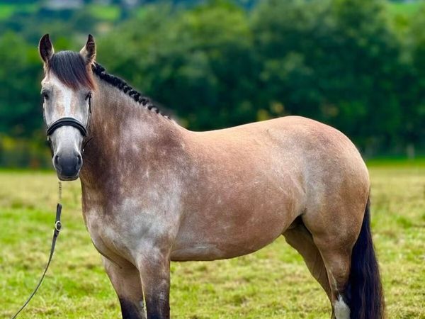 Pony - Main image