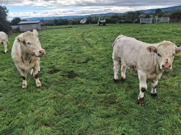 Pbr charolais cow and calf - Main image
