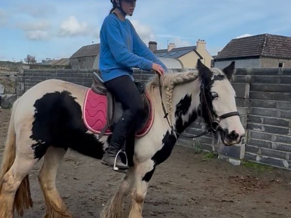 Fabulous 4 year old Cob broken and ridden  filly - Main image