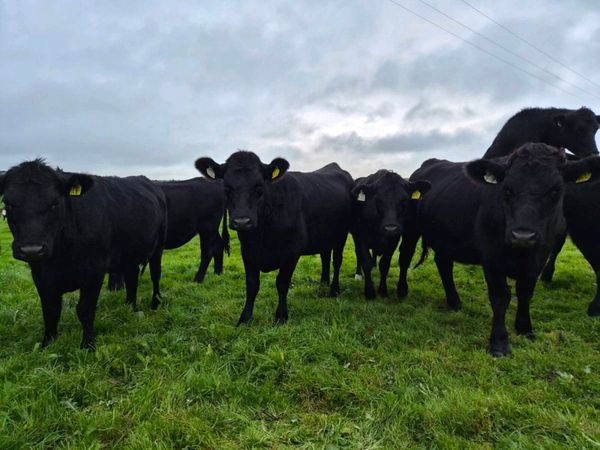 AAX Heifers for sale - Main image