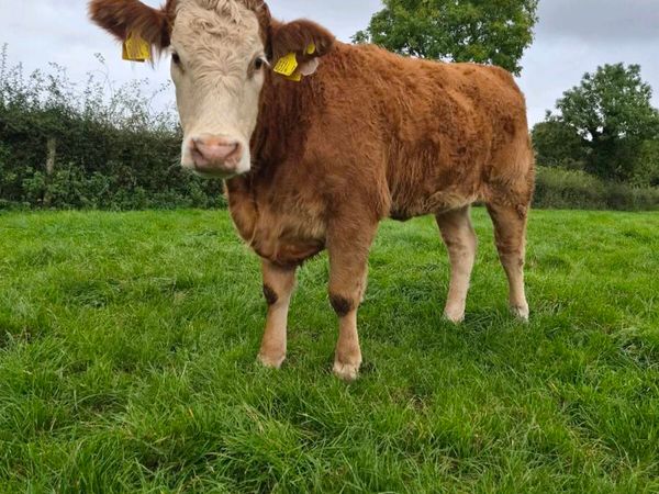 2 sim heifers - Main image