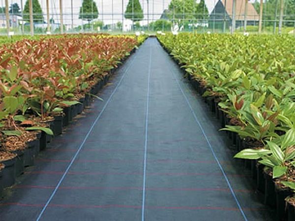 Groundcover weed membrane - Main image